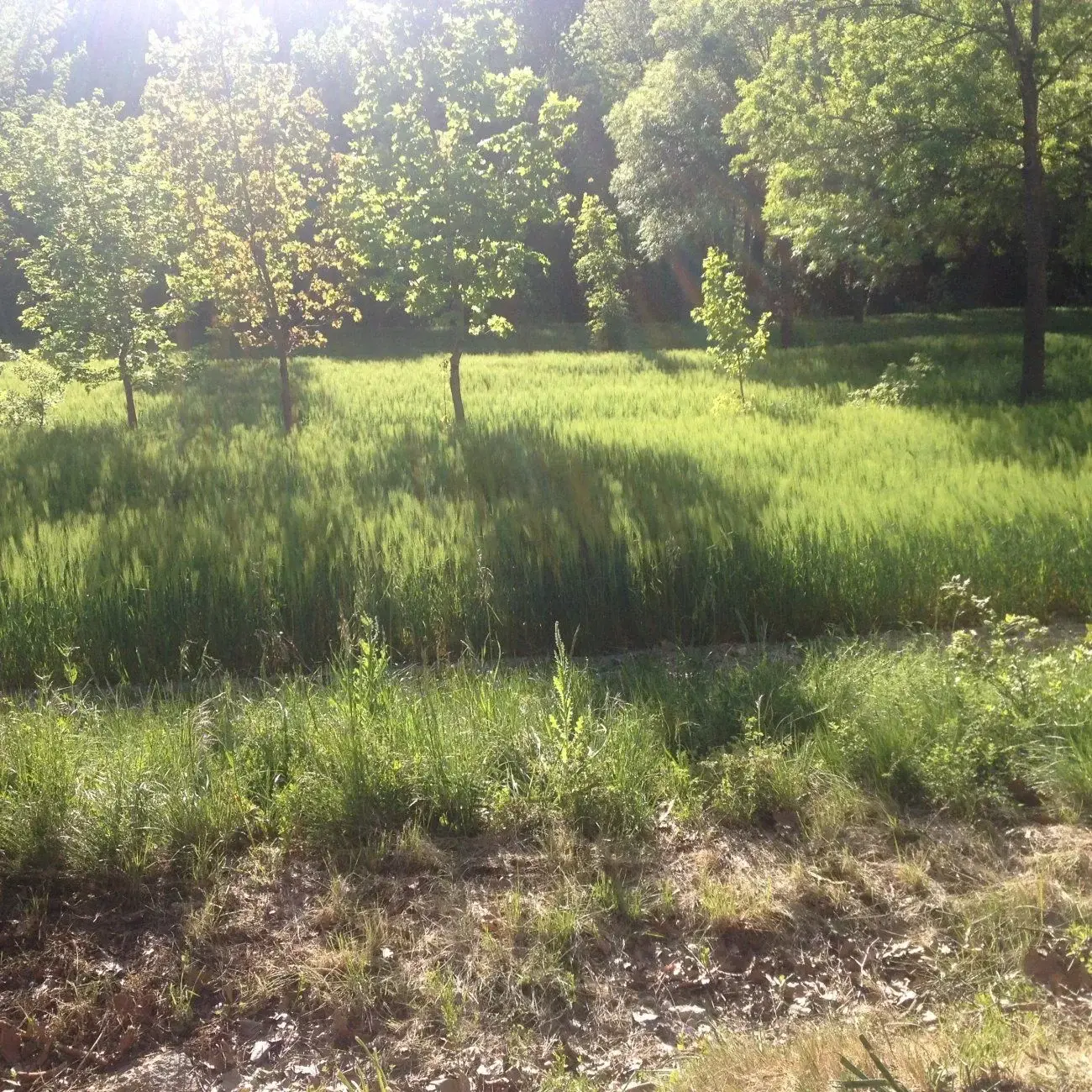 Photo de couverture de Azelia