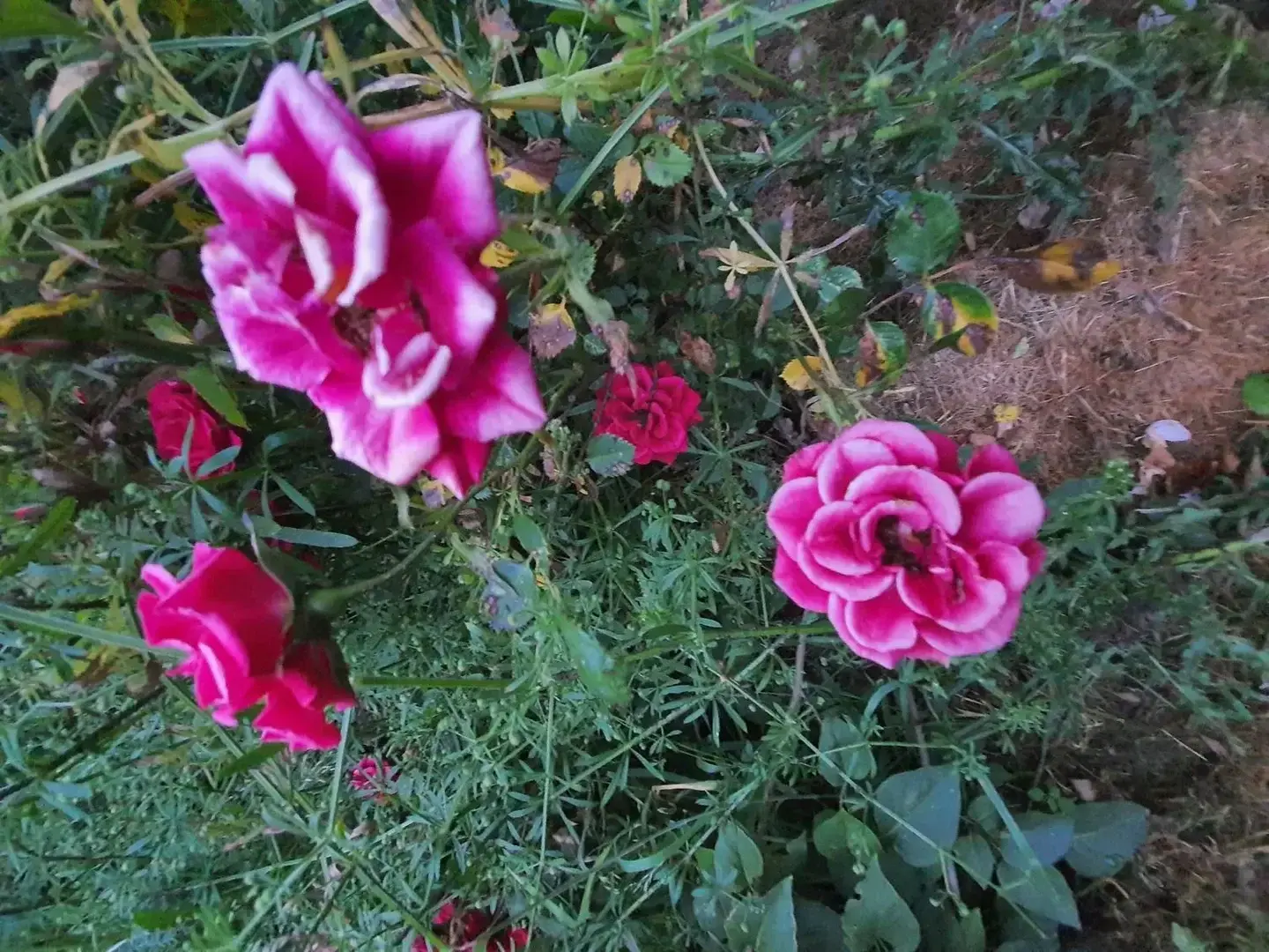 Photo de couverture de Flowers_multi