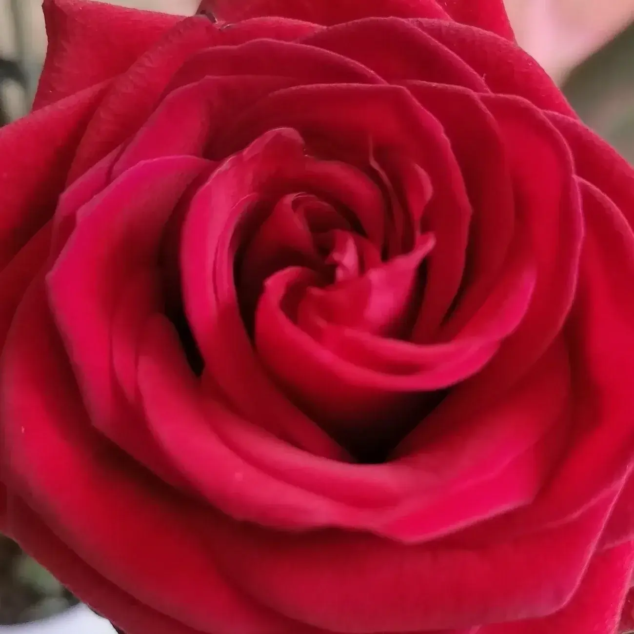 Photo de couverture de Adelerose