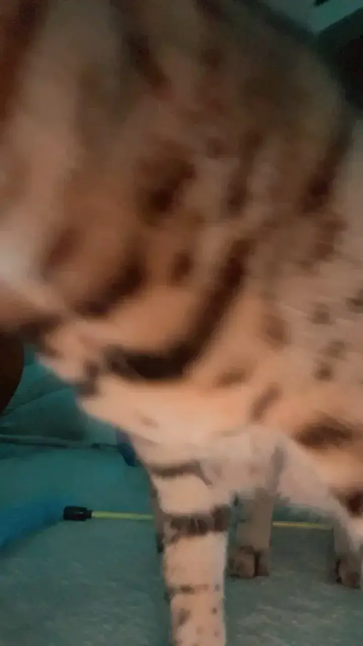 Les vidéo sans mas  panthère sont dispo aussi 💫