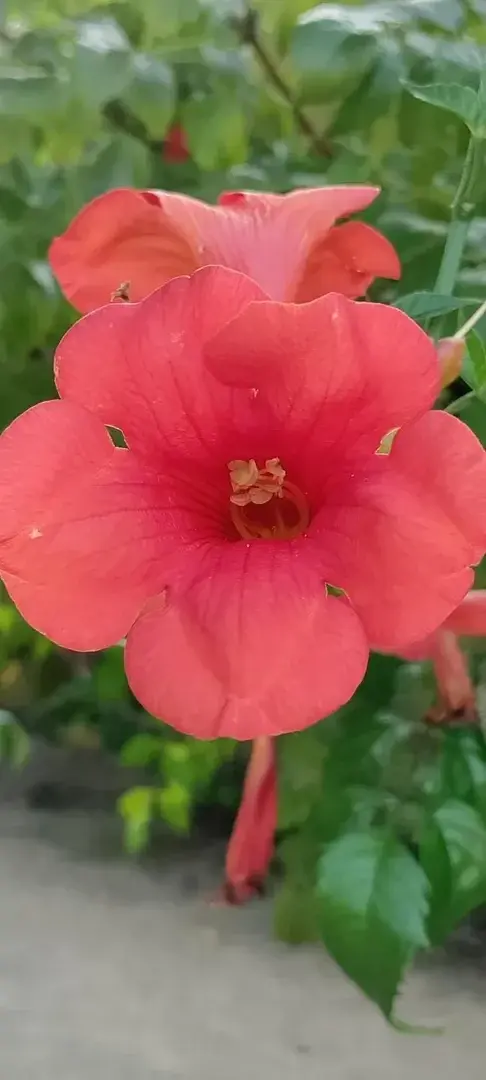 Avatar de Flora333111