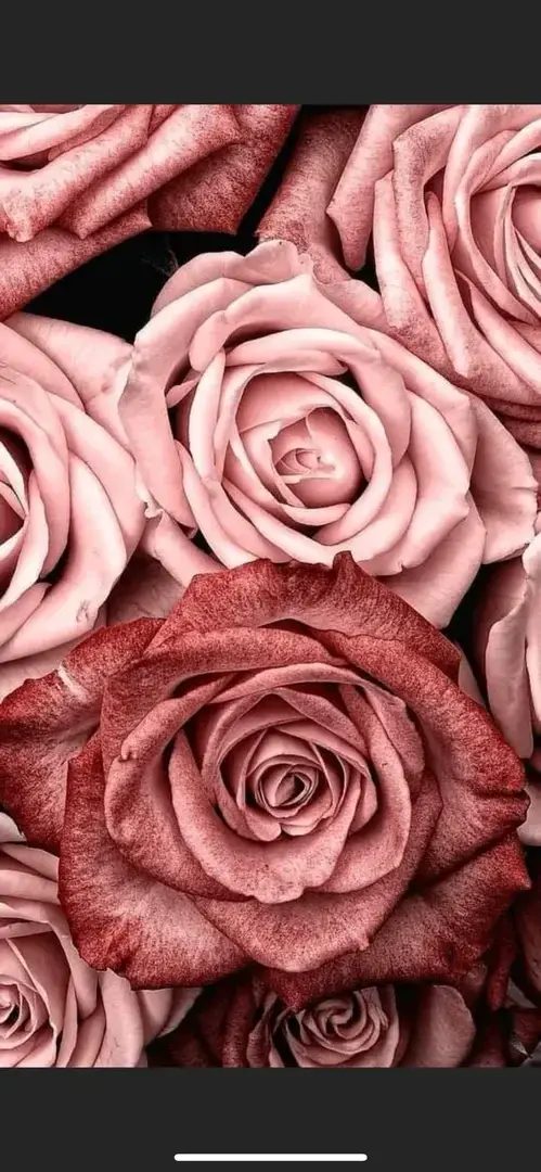 Photo de couverture de Myflowerpearl