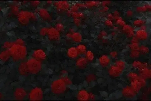 Photo de couverture de Levresfumeuses