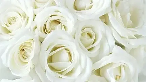 Photo de couverture de Lilas95