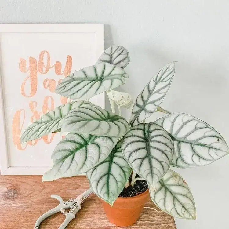 Photo de couverture de Alocasia