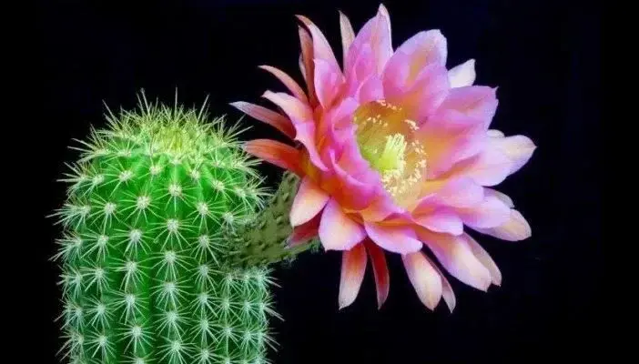 Avatar de Feet-cactus