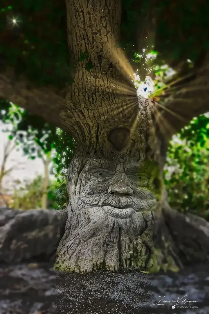 L'arbre magique