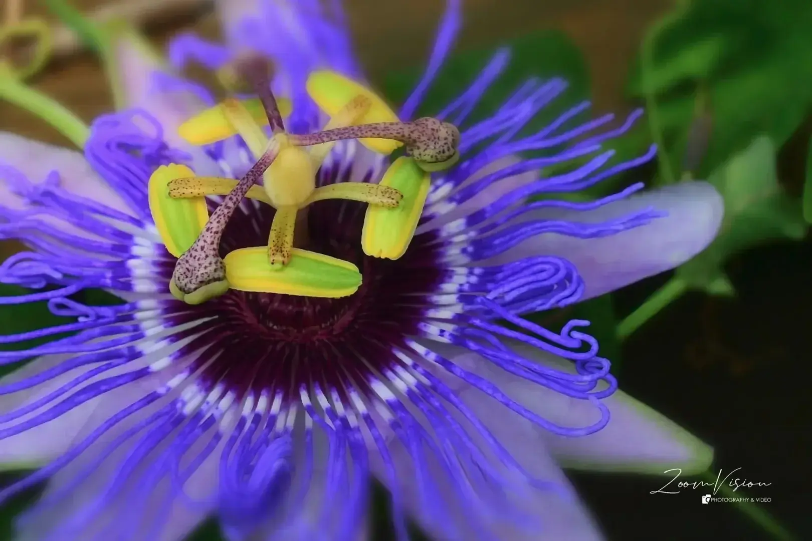 le  pistil