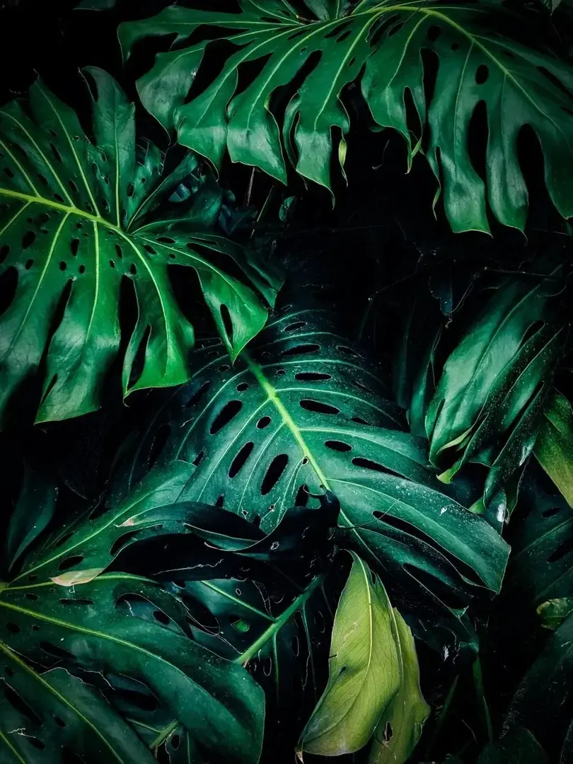 Photo de couverture de Excessive_jny
