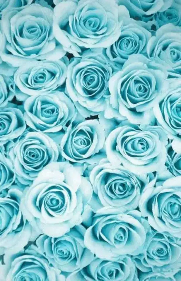 Photo de couverture de Petitelatina
