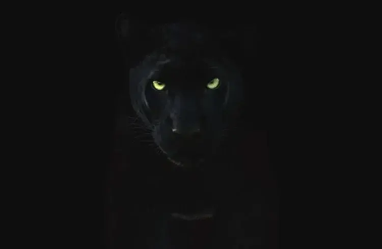 Photo de couverture de Raven1101
