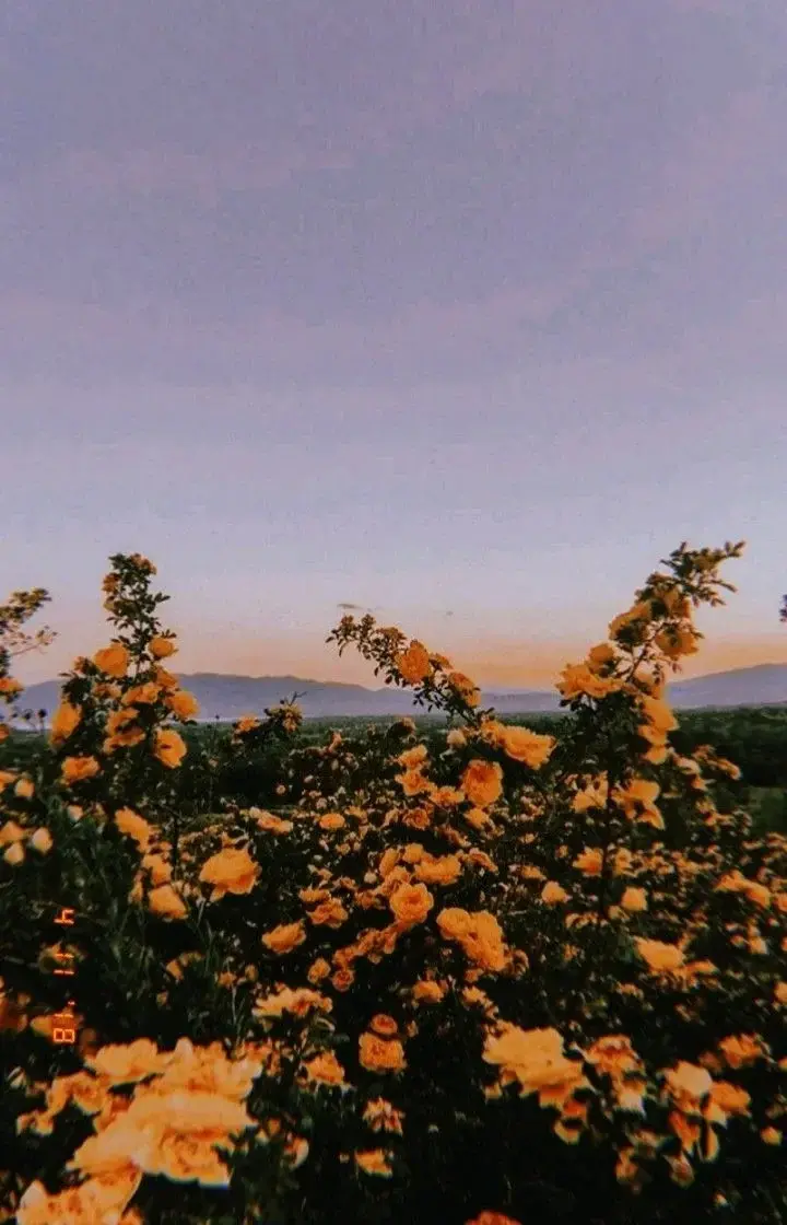 Photo de couverture de Frenchpeton