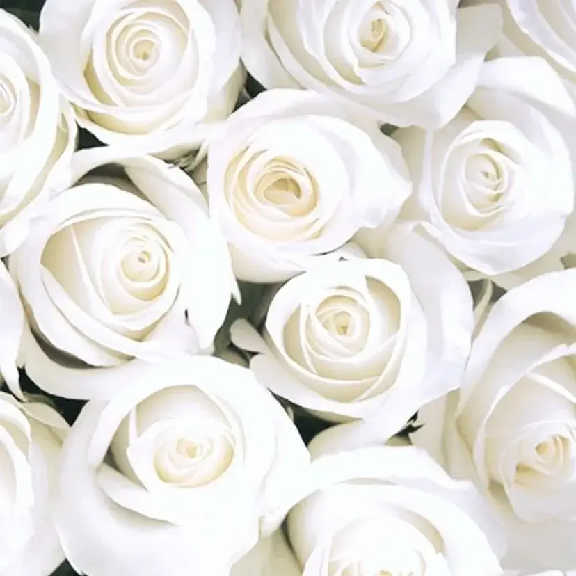 Photo de couverture de Carlams