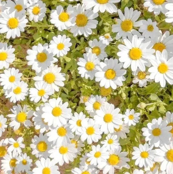 Photo de couverture de Petitspiedsdesucre