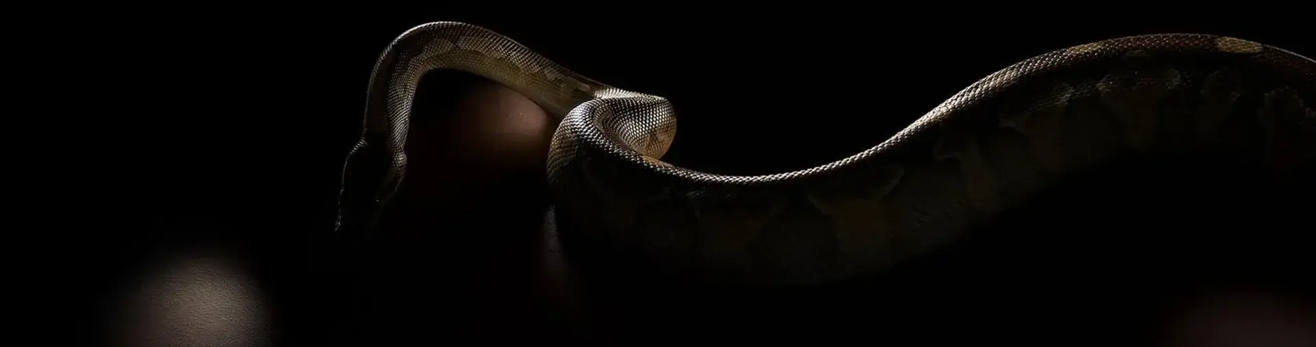 Photo de couverture de Kinkysnake