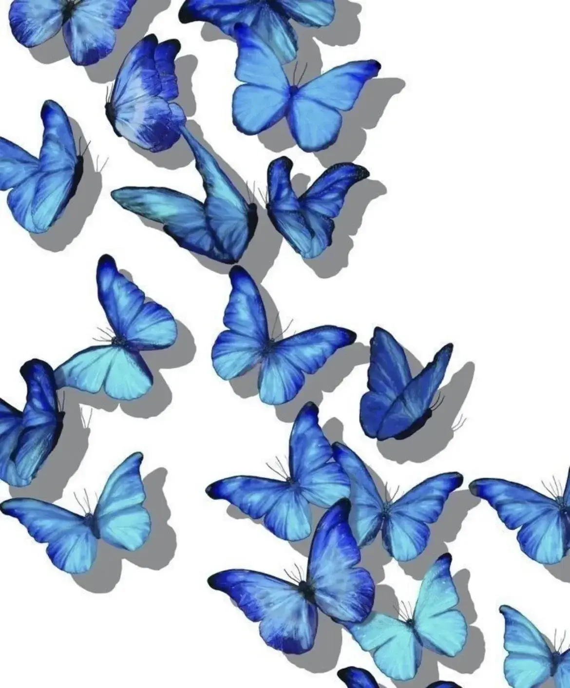 Photo de couverture de Bluebutterfly1