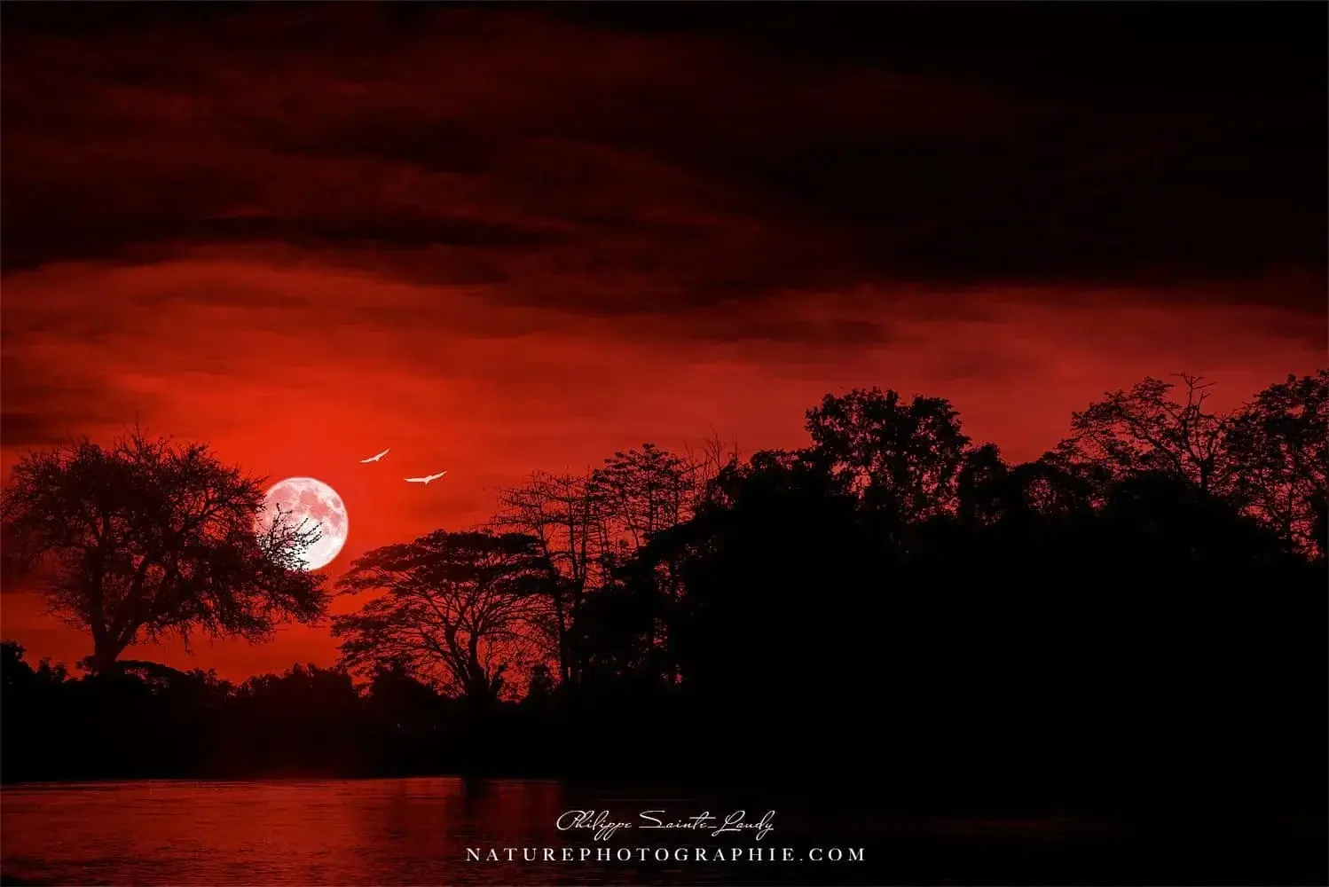 Photo de couverture de Naaye