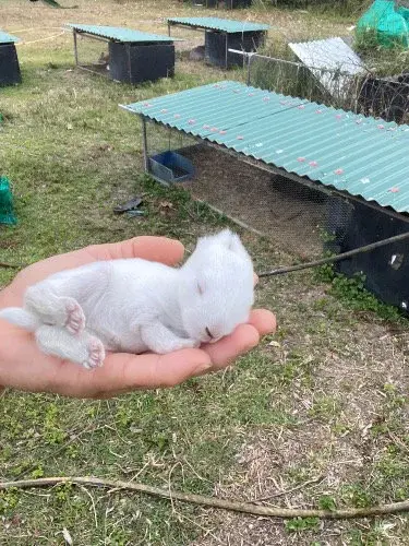 Bébé lapins