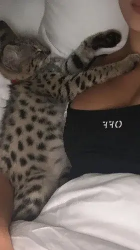 Bonne nuit les loulous 🤍😉 hésitez pas à jeter un coup d’œil à mon dernier post exclusif🫣, il vous fera passer une très bonne nuit☺️ À demain mes chats 😏