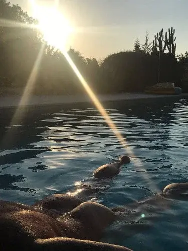 mon cul musclé dans la piscine