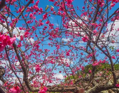 🌸