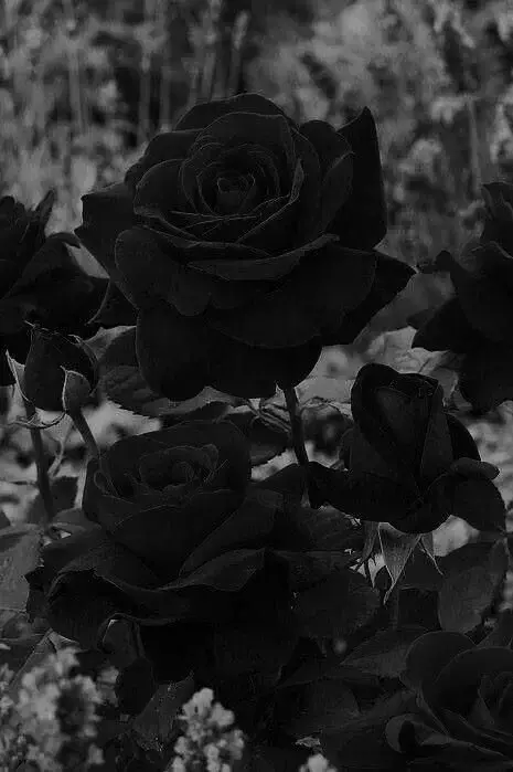 Photo de couverture de Lunaastre_7