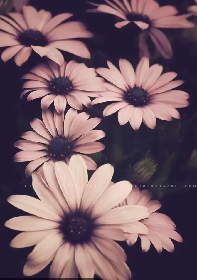 Photo de couverture de _pied123