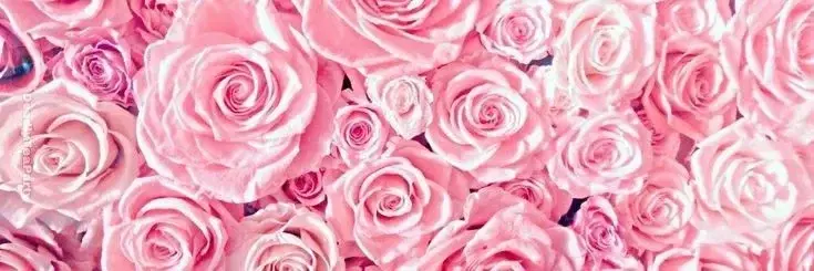 Photo de couverture de Sugarpeach