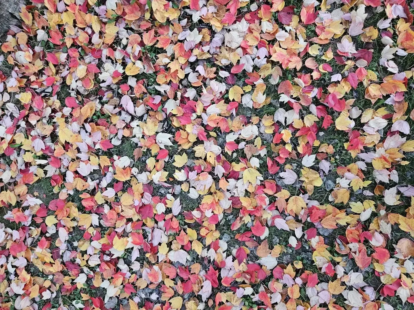 Photo de couverture de Griflyne