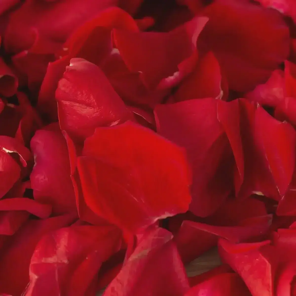 Photo de couverture de Mesbeauxpiedsalpesmaritimes