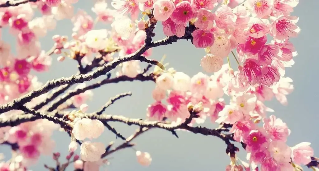 Photo de couverture de Emmaflowers