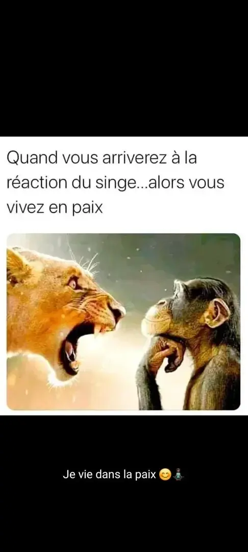 Photo de couverture de Miaouss